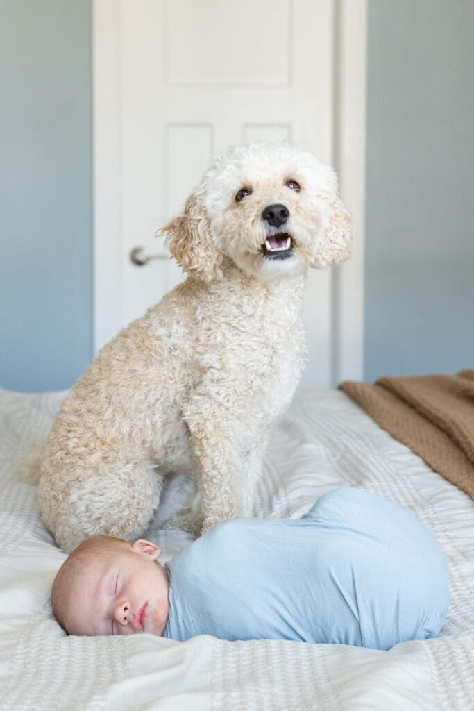 Family pet standing watch over it's newborn baby brother at a lifestyle newborn photography session in Milwaukee.